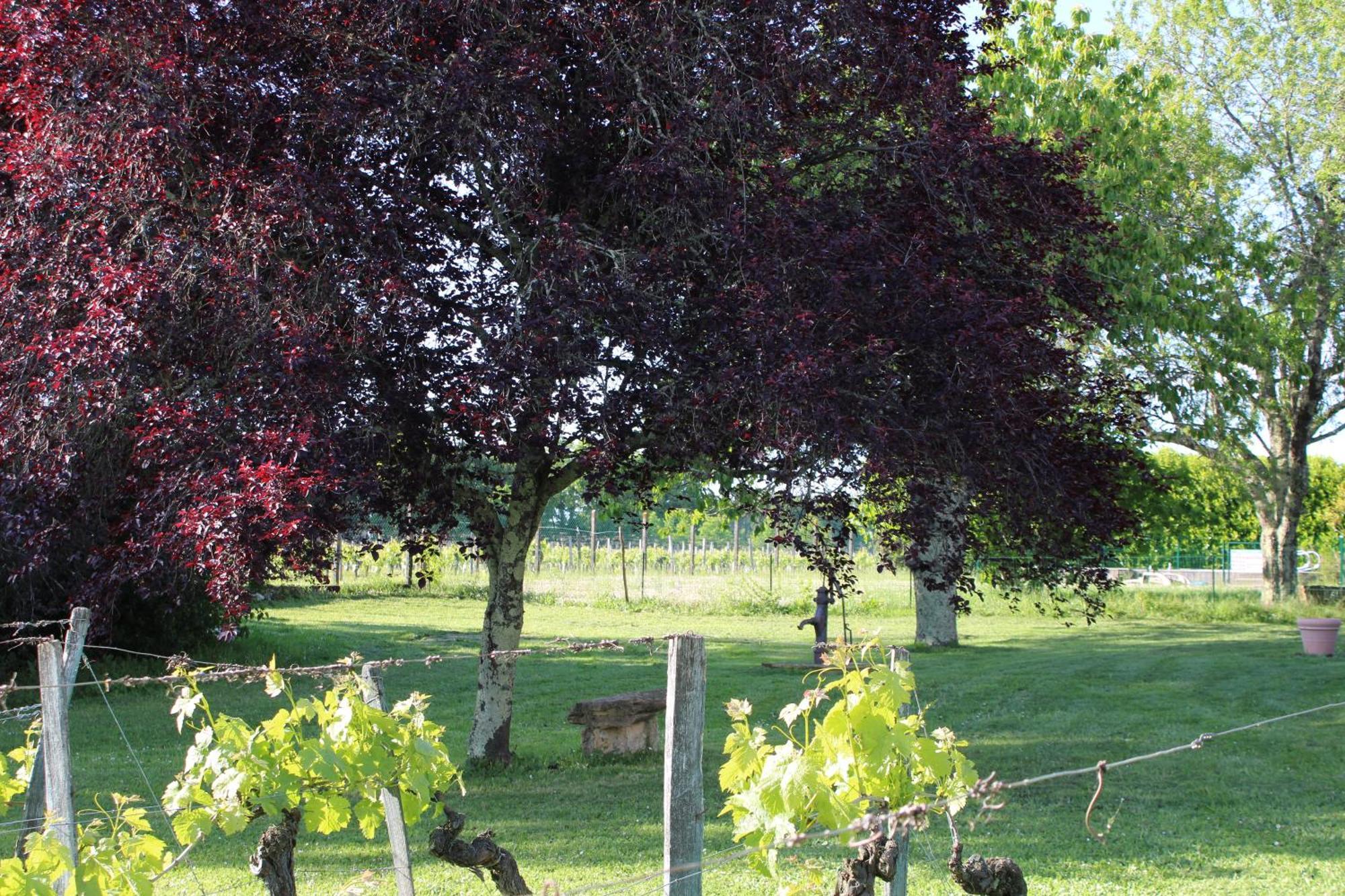 La Vigneraie De Laura Bed & Breakfast Sainte-Colombe  Exterior photo