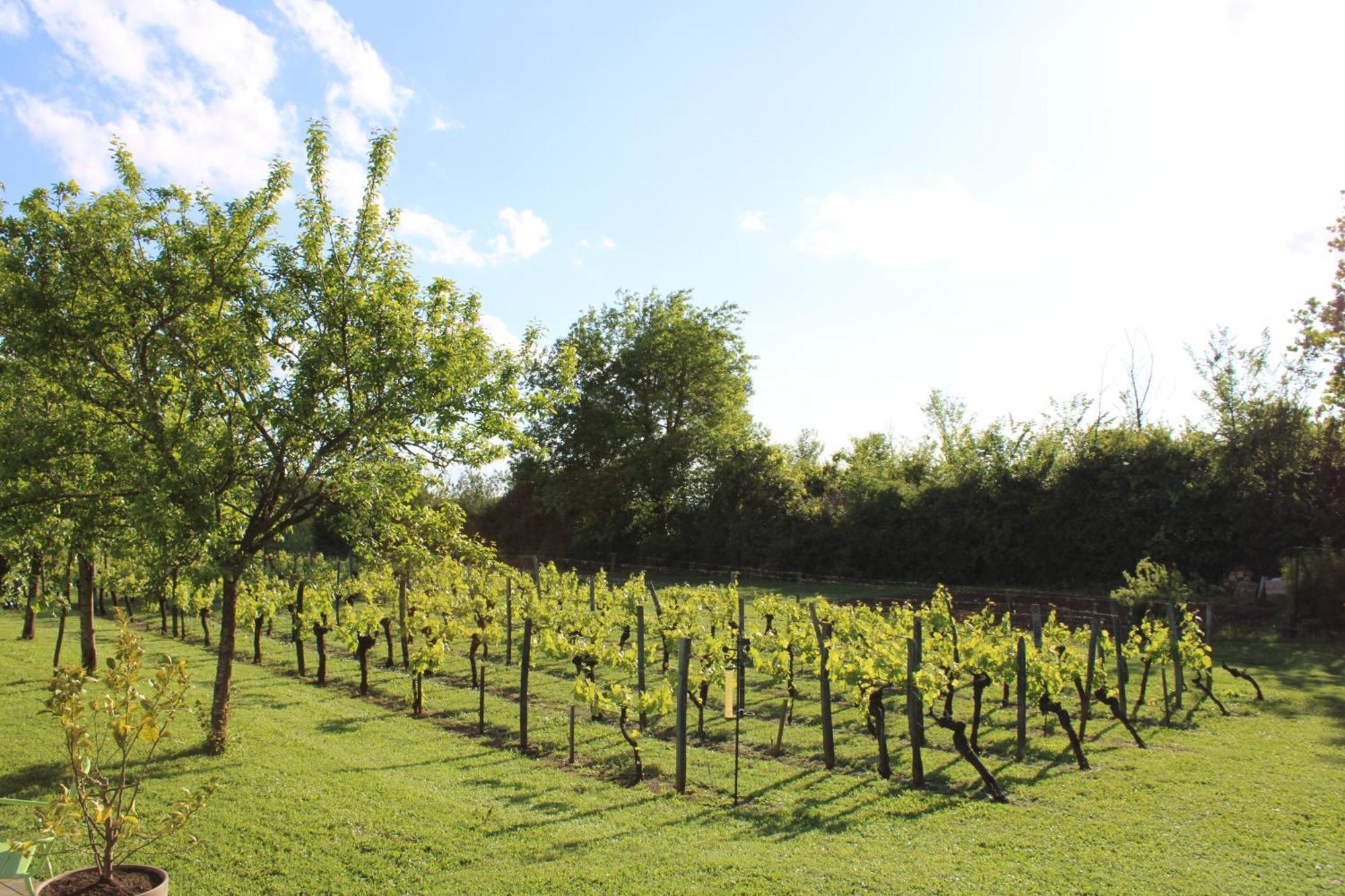 La Vigneraie De Laura Bed & Breakfast Sainte-Colombe  Exterior photo